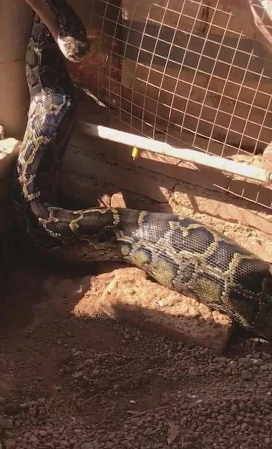 广东 20 斤重大蟒蛇溜进鸡场吃鸡 吃饱了还不肯离开