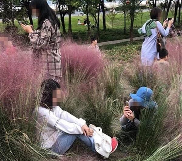 这片网红“花海”被蹂躏成这样!我们的行为要配得上这美丽的风景