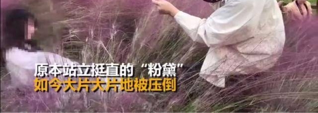 这片网红“花海”被蹂躏成这样!我们的行为要配得上这美丽的风景