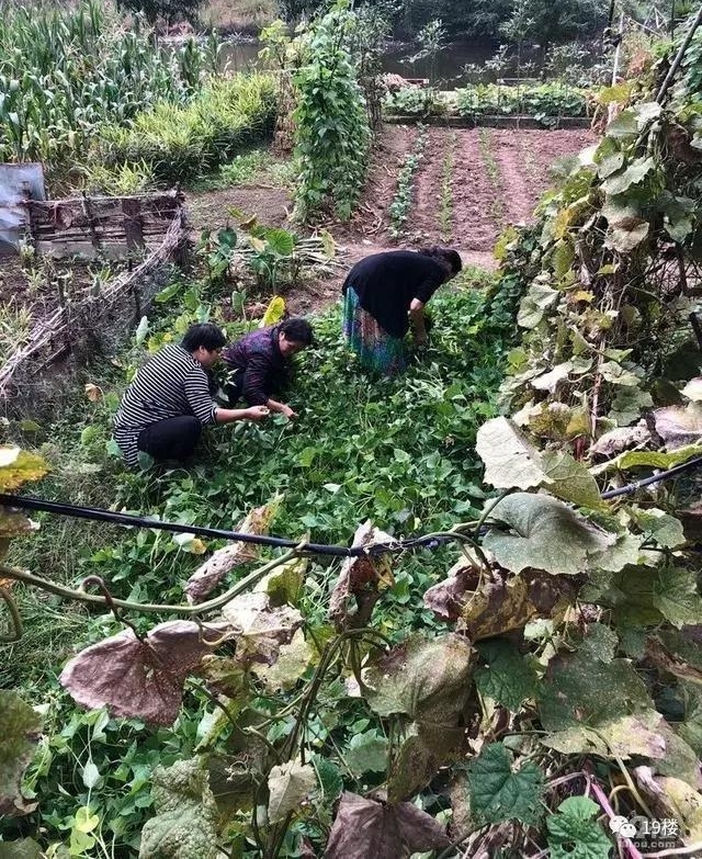 ���췵������ɹ���䣺�о�����������������