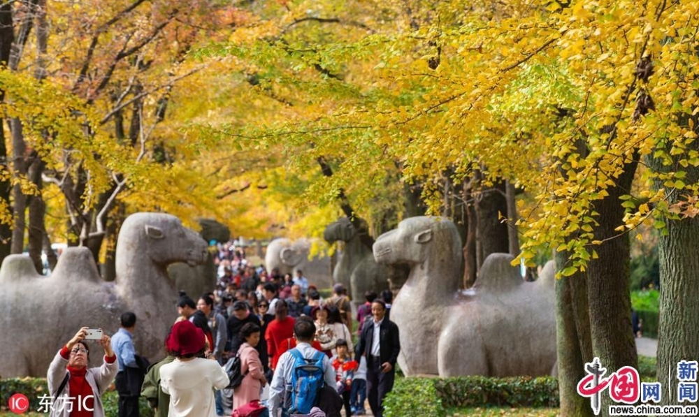 南京银杏披上“黄金甲” 明孝陵神道秋意浓