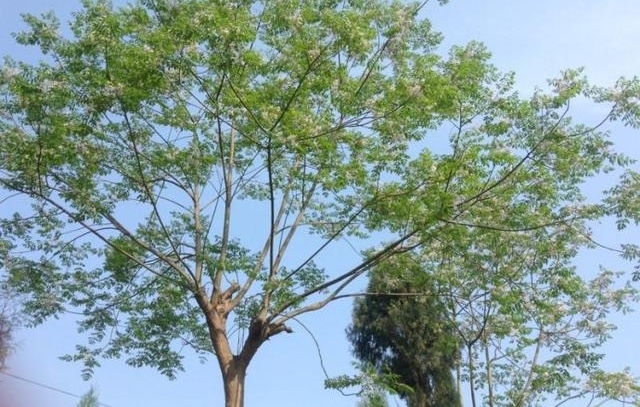 农村没人要的野果,做成手串卖到40元一串,还能治毒蛇咬伤