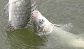 �����㼼�ɡ���ʱ����õ����ˣ���֪����