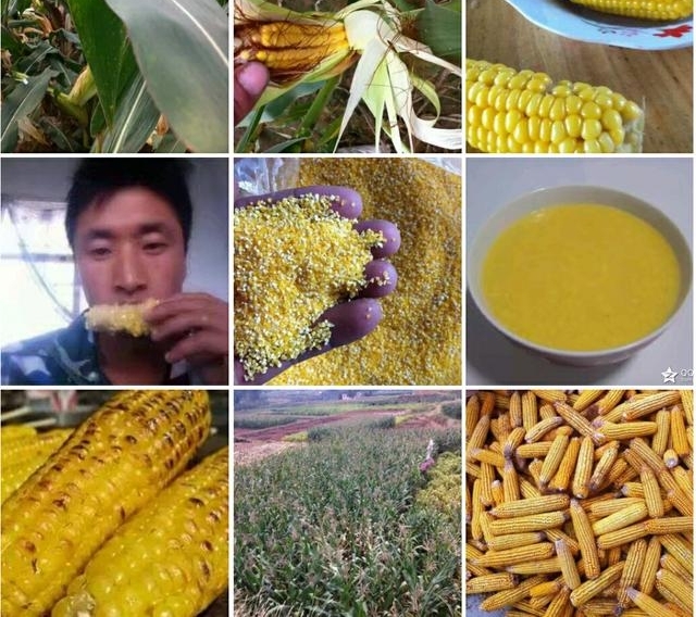 ƽ�ط��սڡ�����ϵ�ũ�塱