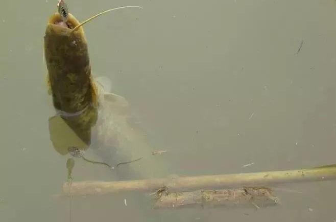 �������ŵ�����ϧ�㲻֪��