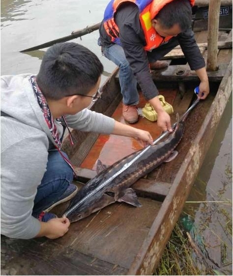 拯救长江鲟 四川宜宾在行动