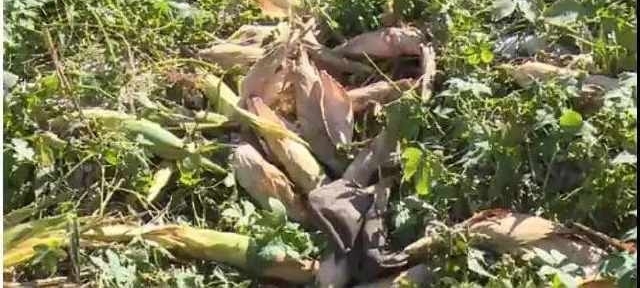 ��Ѯ���ް�ҹ���γ�͵���ף������б��������������ѣ�����ͼɶ��