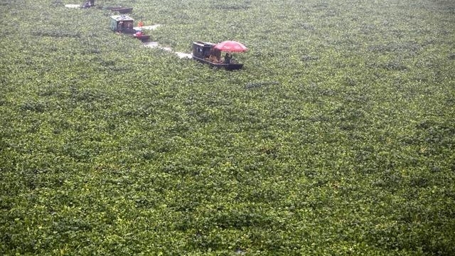 河里的水葫芦都去哪里了?竟然还能做家具?长见识了