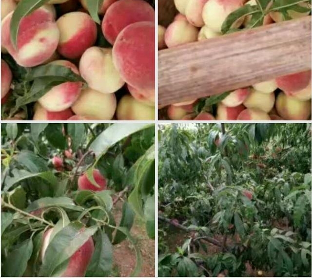 ƽ�ط��սڡ�����ϵ�ũ�塱