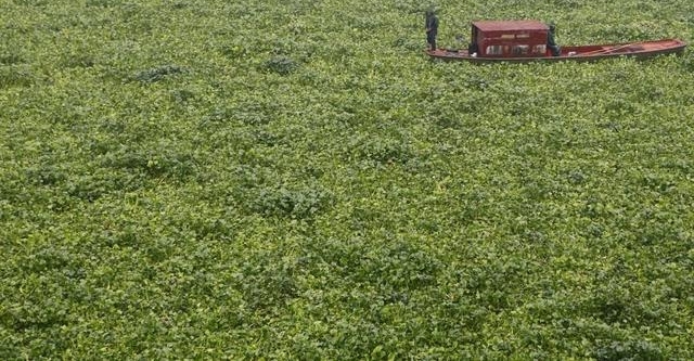 河里的水葫芦都去哪里了?竟然还能做家具?长见识了