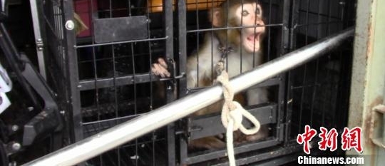 残疾男子无证携带“残疾猕猴”表演 被森警罚款100元