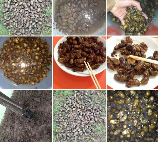 ƽ�ط��սڡ�����ϵ�ũ�塱