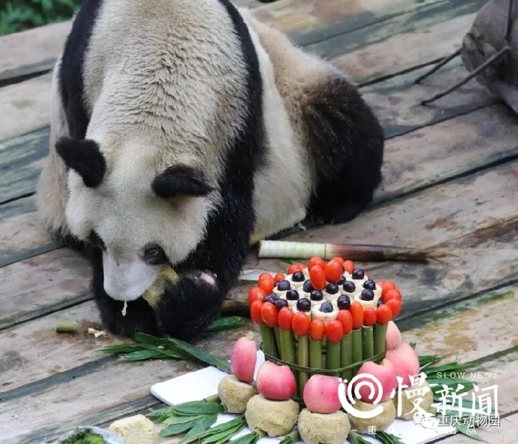 ȫ�����ϴ���è����һ������� ������Ʊ����