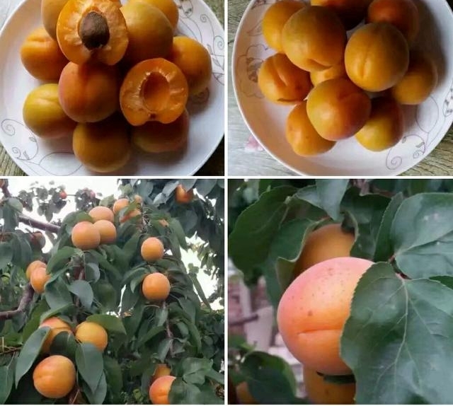 ƽ�ط��սڡ�����ϵ�ũ�塱