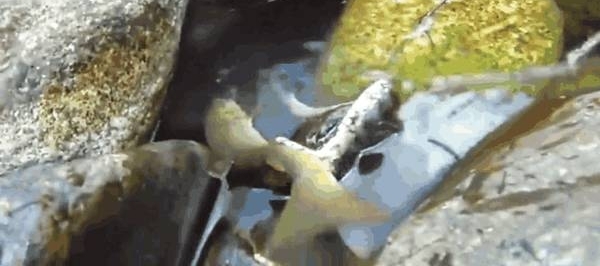 男子在河边发现石缝有动静, 走近却救下这种生物!