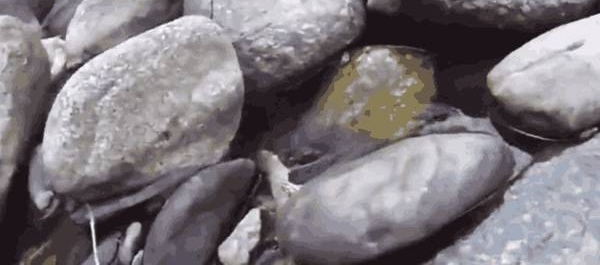 男子在河边发现石缝有动静, 走近却救下这种生物!