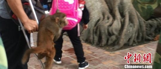 残疾男子无证携带“残疾猕猴”表演 被森警罚款100元