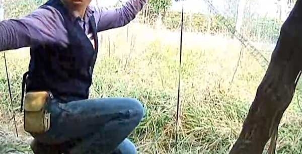 贪小便宜!3个千万富翁深夜钻进果园偷水果被刑拘