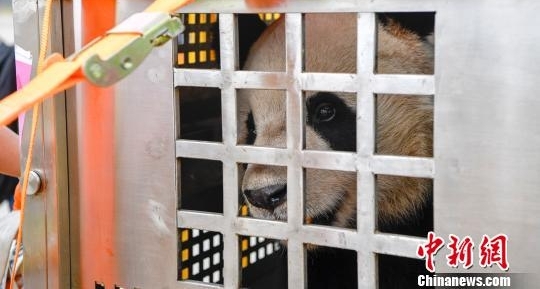大熊猫“贡贡”“舜舜”抵达海口 开启旅居海南生活
