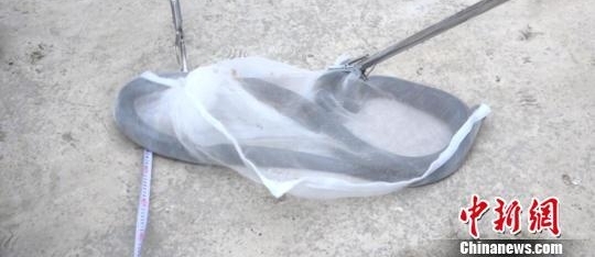 2.2米长剧毒眼镜王蛇钻进卧室 村民报警求助