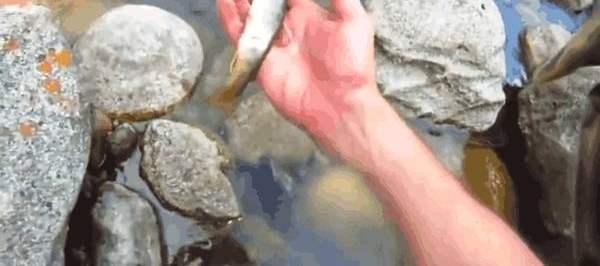 男子在河边发现石缝有动静, 走近却救下这种生物!