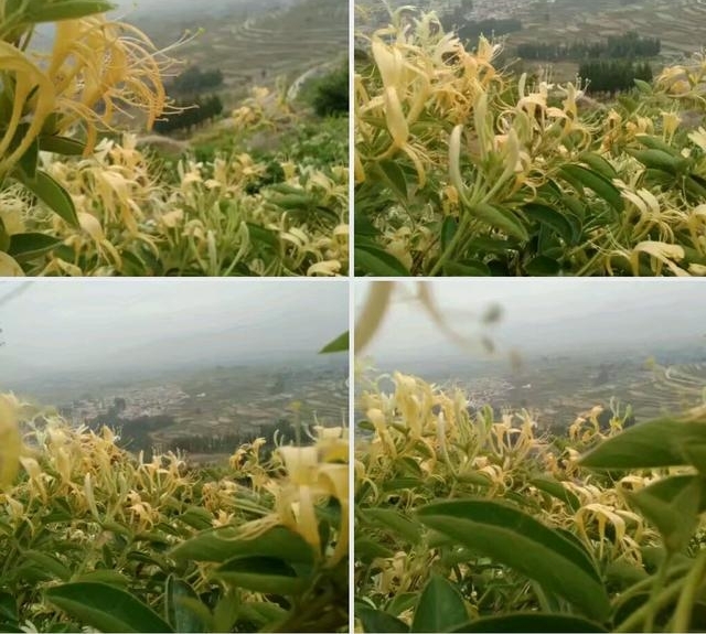 ƽ�ط��սڡ�����ϵ�ũ�塱