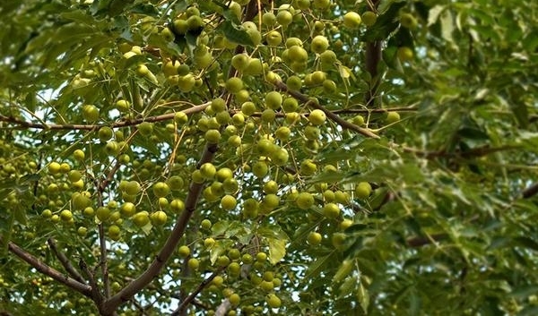 农村没人要的野果,做成手串卖到40元一串,还能治毒蛇咬伤