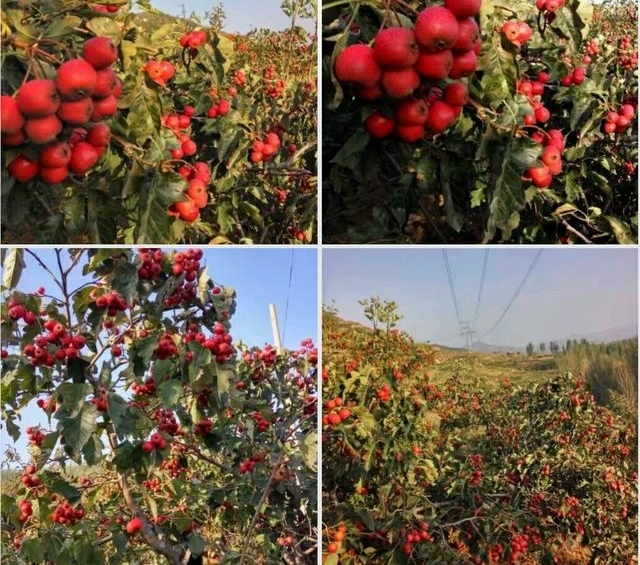 ƽ�ط��սڡ�����ϵ�ũ�塱