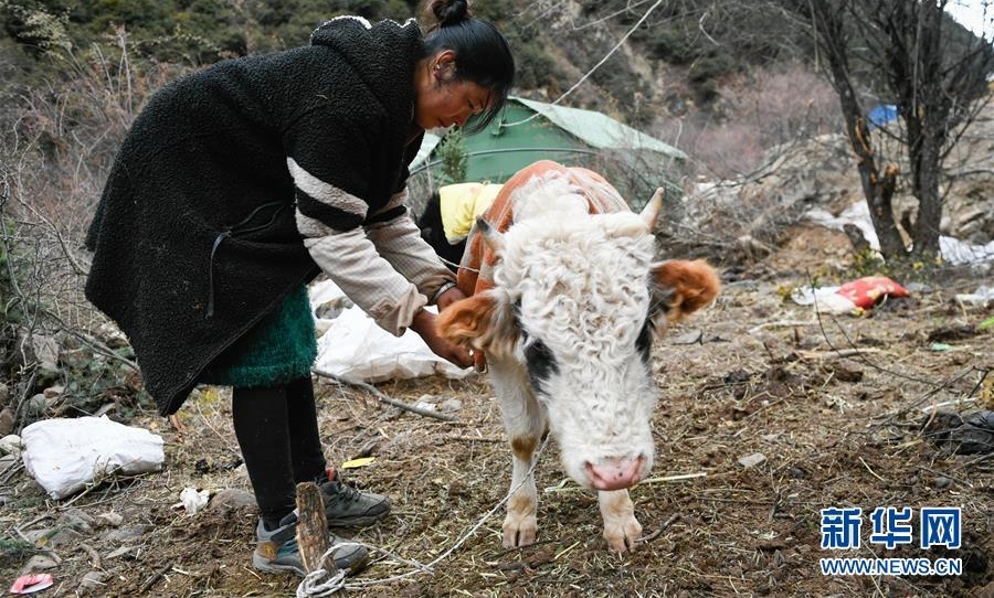 生活物资供应充足 群众安全有保障——西藏金沙江堰塞湖安置点见闻