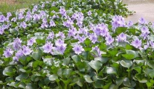 河里的水葫芦都去哪里了?竟然还能做家具?长见识了