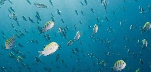 秋天野钓打窝离不开它,鱼见了就走不动道,留鱼时间至少三倍以上