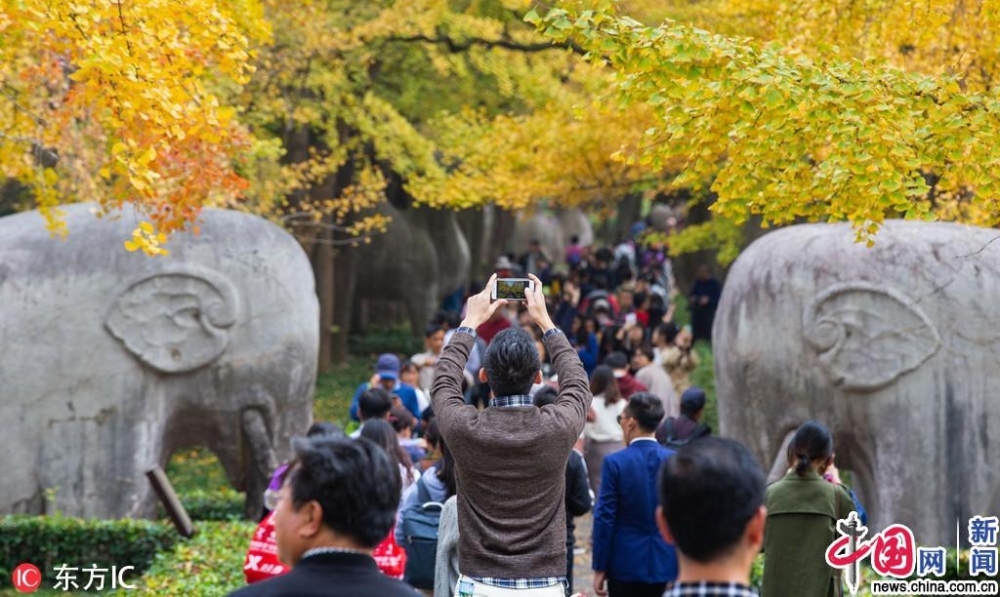 南京银杏披上“黄金甲” 明孝陵神道秋意浓