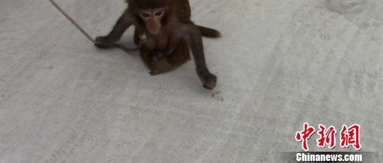 残疾男子无证携带“残疾猕猴”表演 被森警罚款100元