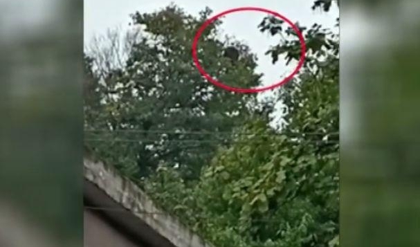 һ����ժҰ�������ϰ�ֻ����Ϯ�� 2������1��סԺ