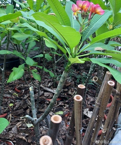 ����ֲ��԰��ϡ��������������̫��֦���гɹ������ж�