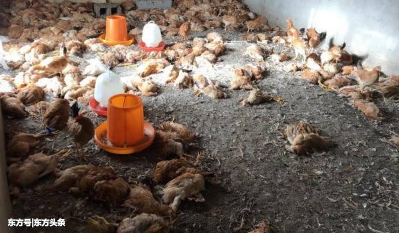 ʿ뼦ѣһ⡰Ѫϴ600ֳֻҲ̶á