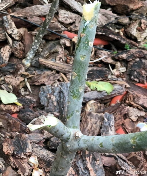 ����ֲ��԰��ϡ��������������̫��֦���гɹ������ж�