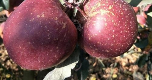 ƻ��Ҳ������ô�棿��ͨ���չ������Ϣ���ô�