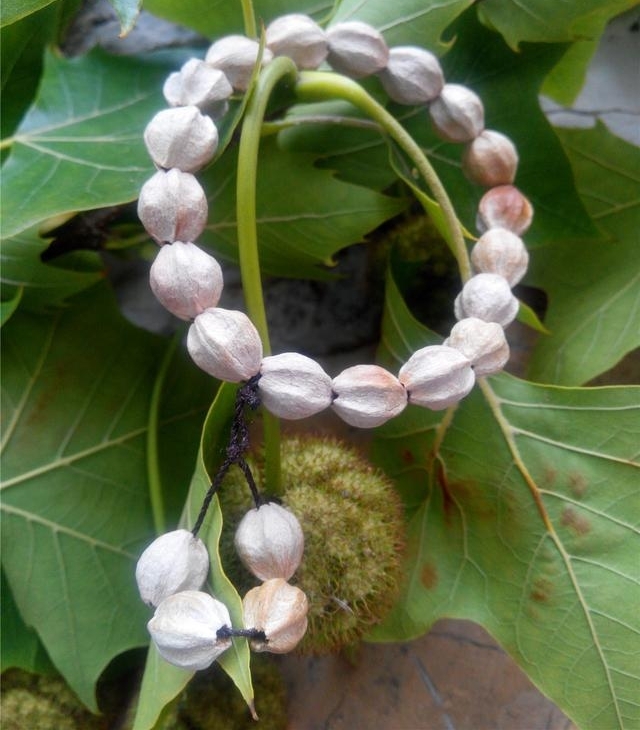 农村没人要的野果,做成手串卖到40元一串,还能治毒蛇咬伤