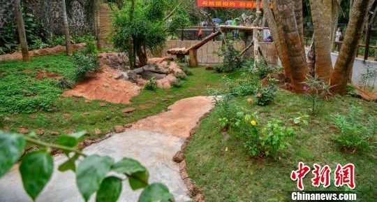 大熊猫“贡贡”“舜舜”抵达海口 开启旅居海南生活