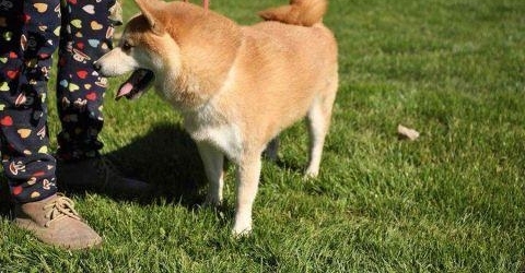 主人“现身”欠款付清 “登登”拍卖将暂缓