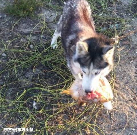 ʿ뼦ѣһ⡰Ѫϴ600ֳֻҲ̶á