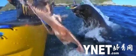 ̫���������������Ӻ��ϻ�Ƥͧ ��һֻ���ں�����������㡰���ơ�