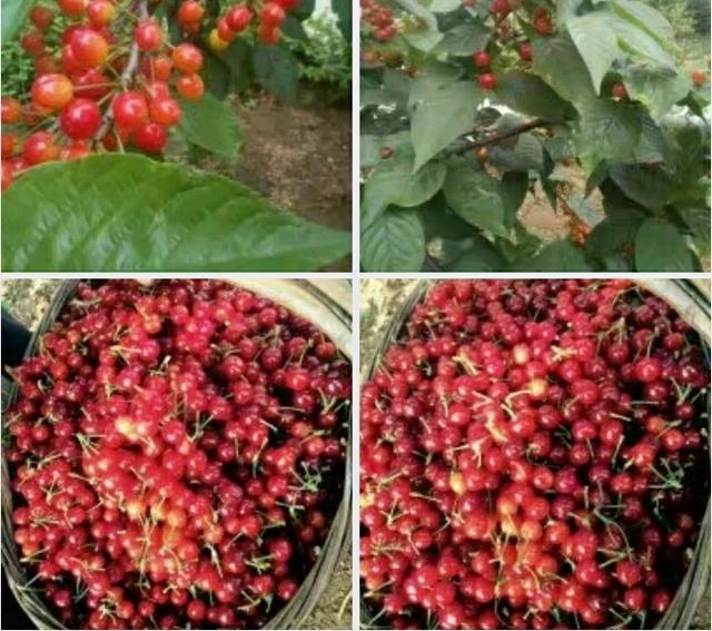 ƽ�ط��սڡ�����ϵ�ũ�塱