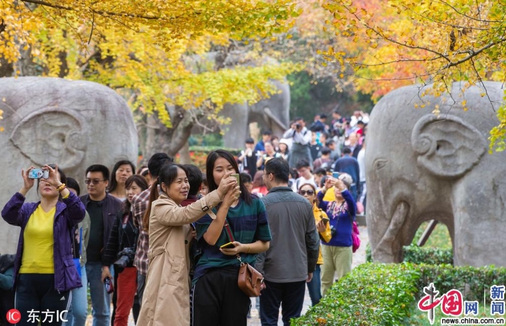 南京银杏披上“黄金甲” 明孝陵神道秋意浓