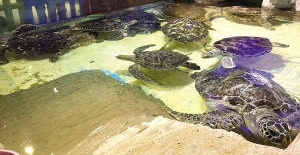 8ֻȺ꽫ͻؼ Σֺɫ¼