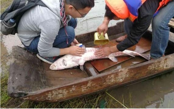 拯救长江鲟 四川宜宾在行动