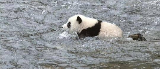 һȦèҰѵڳɶŹ飬ǰŹ9ֻ7ֻ