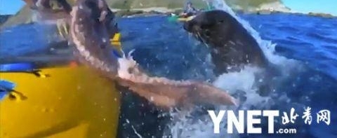 ̫���������������Ӻ��ϻ�Ƥͧ ��һֻ���ں�����������㡰���ơ�