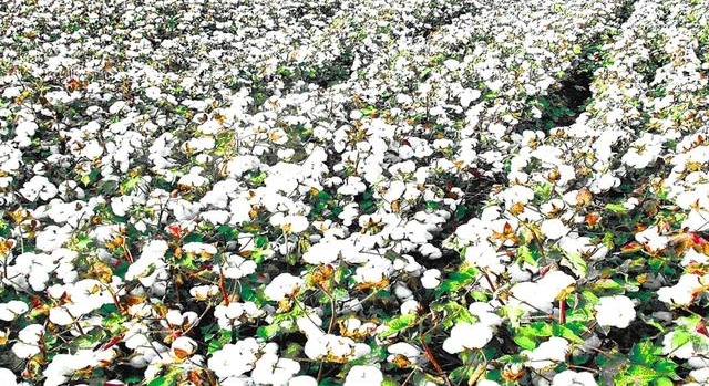 展品亮点|埃及:棉花界“爱马仕”不可错过